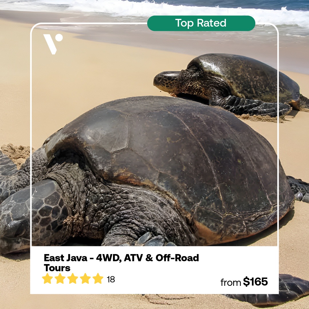 Viator — headline plus visual